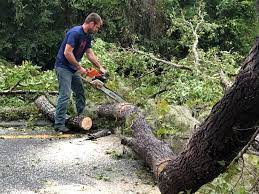 Best Tree Trimming and Pruning  in Nooksack, WA