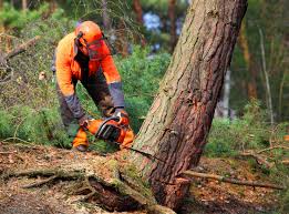 Best Commercial Tree Services  in Nooksack, WA