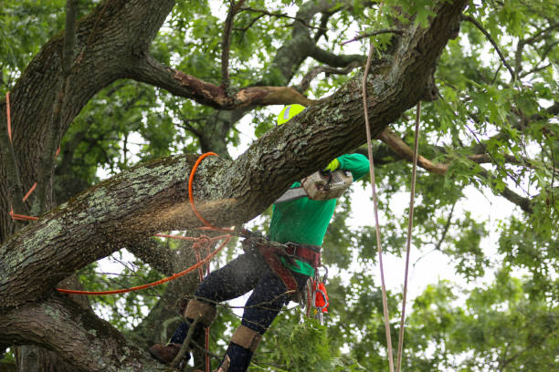 Best Emergency Tree Removal  in Nooksack, WA