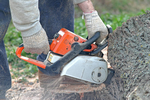 Best Tree Health Inspection  in Nooksack, WA