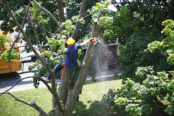 How Our Tree Care Process Works  in  Nooksack, WA