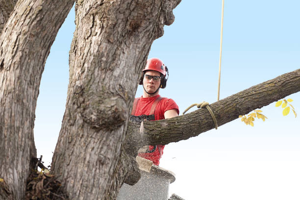 Best Storm Damage Tree Cleanup  in Nooksack, WA